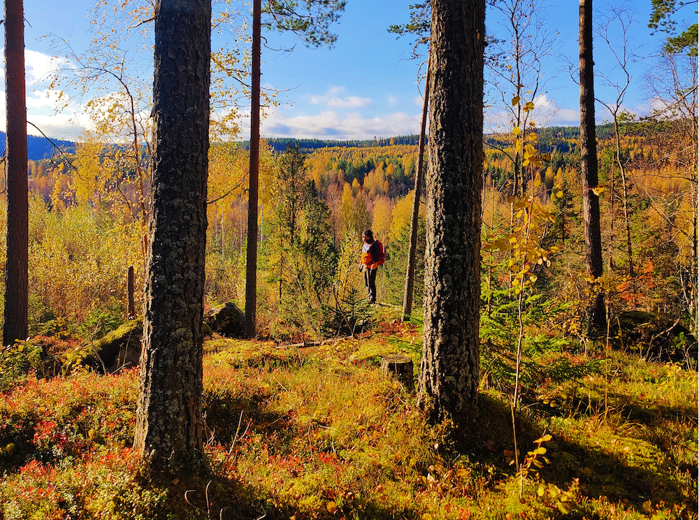 Person standing in a yellow autumn forest with thick  pine trees and open sky at the distance.