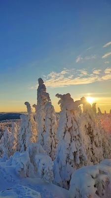 Tykkylumiset kuuset iltapäivän auringossa Kolin kansallispuistossa. 